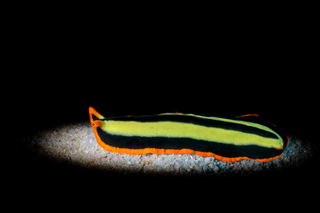 The beautiful colors of nudibranches