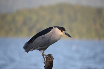 Black-crowned night heron standing on a stick
