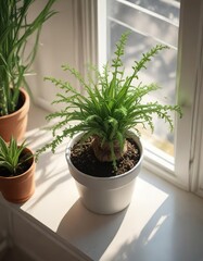 Fototapeta premium An overhead view of the Albuca spiralis cv Frizzle Sizzle bulb and its pot, placed on a sunny windowsill or in a bright spot , windowsill, bulb