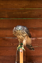 The captive goshawk -in Latin Accipiter gentilis. Portrait of common goshawk bird in captivity.