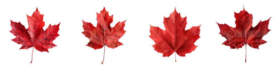 Four vibrant red maple leaves arranged in a row, showcasing their unique shapes and rich autumn colors.
