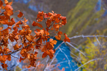 blue mountain river Uvac in autumn canyon, Serbia