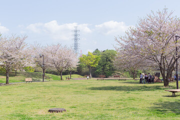 green grass park and japanese cherry blossom sakura trees in chiba