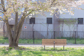 japanese cherry blossom sakura trees with green fresh leaves and empty bench on the green grass in...