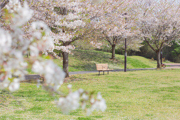 japanese cherry blossom sakura trees with green fresh leaves and empty bench on the green grass in...