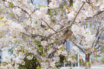 japanese cherry blossom sakura flowers and green fresh leaves in park of chiba