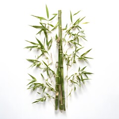Obraz premium A beautiful green bush tree isolated on a white background