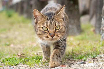 自然公園で日の丸構図でこっちに歩いてくるキジトラ柄の子猫っぽい野良猫