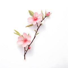 A beautiful green bush tree isolated on a white background
