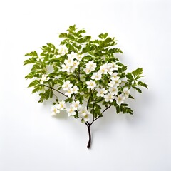 A beautiful green bush tree isolated on a white background
