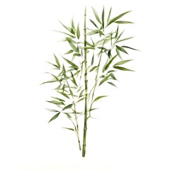 Fototapeta premium A beautiful green bush tree isolated on a white background