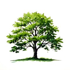 Obraz premium A beautiful green bush tree isolated on a white background