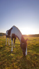 horse and foal