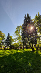 sun shining through trees