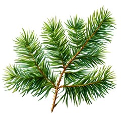 Fototapeta premium A beautiful green bush tree isolated on a white background