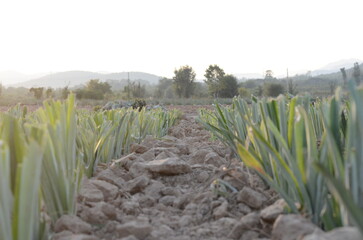 Rows of plantation green pineapples field farm in Thailand