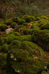 green moss background