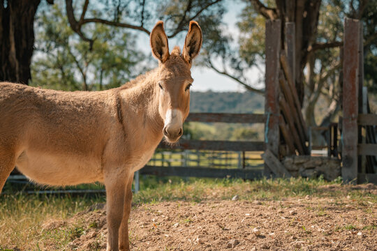 Curious brown donkey in sunny rural landscape with trees and fences in afternoon light