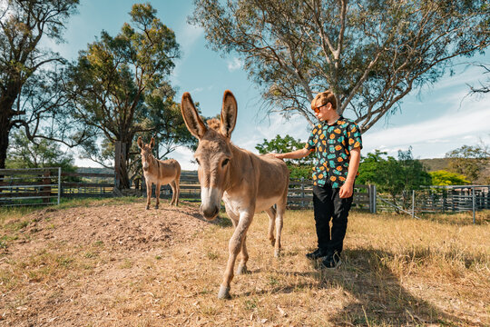 Teenager interacts with donkeys in a sunny field surrounded by lush trees and nature