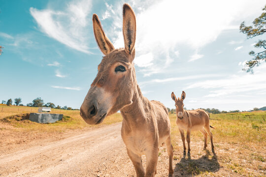 Two donkeys on dirt road under blue sky in rural landscape