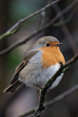 European robin (Erithacus rubecula) on a tree branch