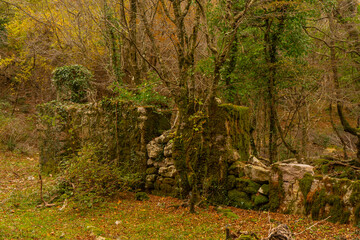 Ruined castle walls in the forest