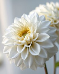 Elegant White Dahlia Flower Bloom Close Up.