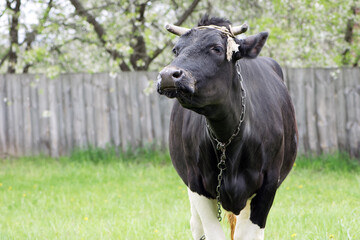 cow. Dairy cow in the pasture. black young cow, stands on green grass. spring day. milk farm. home animal. cattle. the cow is grazing in the meadow. close-up. animal near the house