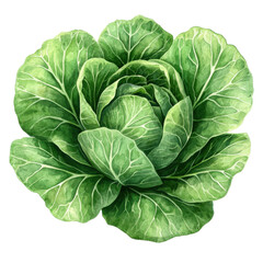 Fototapeta premium Fresh green cabbage on a white isolated background, showcasing its crisp leaves and natural texture, perfect for healthy food concepts.