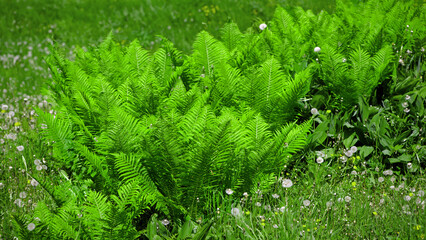 Colorful ferns leaves green foliage natural floral fern background in sunlight. green fern leaves in the forest for background. Natural green fern leaves texture in the forest close up