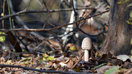 mushroom umbrella. Lepiota helveola. Macrolepiota procera. mushroom in autumn forest and dry...