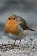 European robin (Erithacus rubecula) standing on the ground