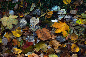 Dry leaves on the ground in a beautiful autumn forest. autumn background, fallen leaves in a forest or park. Grove. selective soft focus. autumn colors, beautiful season. autumn season, first frosts