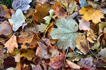 Dry leaves on the ground in a beautiful autumn forest. autumn background, fallen leaves in a forest or park. Grove. selective soft focus. autumn colors, beautiful season. autumn season, first frosts