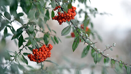 Mountain rowan ash branch berries on blurred background. Autumn harvest still life scene. Soft focus backdrop photography. Copy space. red berries of overripe rowan. close-up