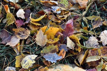 Dry leaves on the ground in a beautiful autumn forest. autumn background, fallen leaves in a forest or park. Grove. selective soft focus. autumn colors, beautiful season. autumn season, first frosts