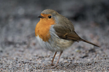 European robin (Erithacus rubecula) standing on the ground