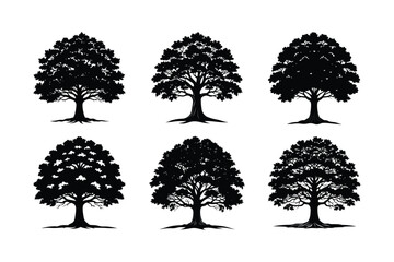 Major Oak (Quercus robur) silhouette vector illustration