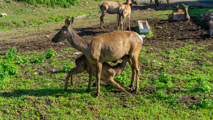 Baby deer maral or wapiti drinks milk from its mother on farm on sunny summer day. Female deer with...