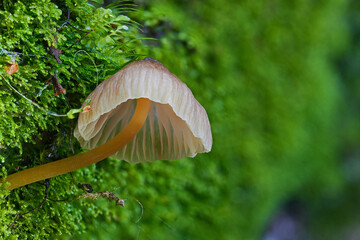 Magical and beautiful mushrooms from the forest.