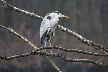 Grey heron standing on a tree branch at a lake on a cloudy day in Germany