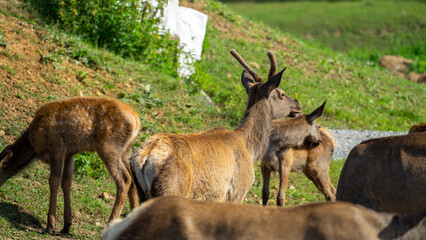 Male maral or deer or wapiti with young small horns walks around farm surrounded by females on...