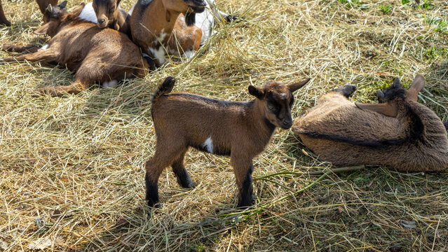 Small brown goat on farm on straw among adult goats. Raising small cattle - Powered by Adobe