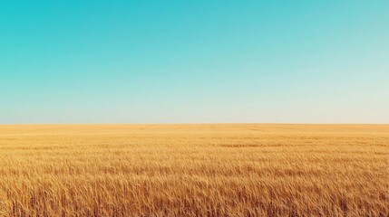 Obraz premium Expansive Golden Wheat Field Under a Bright Clear Sky in the Countryside