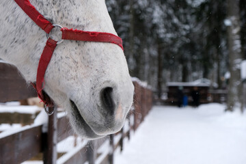 the nose and mouth of a white, gray horse in a red bridle in winter, steam from the nostrils,...