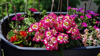 Schizanthus wisetonensis or Angel wings flowers.