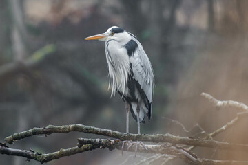 Grey heron standing on a tree branch at a lake on a cloudy day in Germany