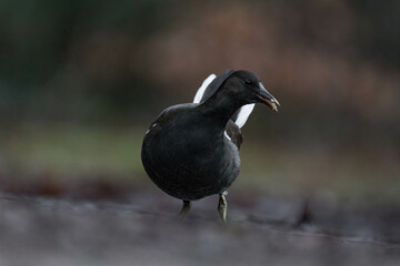 Young common moorhen (Gallinula chloropus) standing on the ground and looking for food