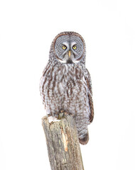 Great grey owl perched on an old fence post in winter in Canada