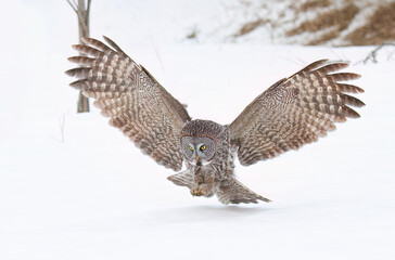 Great grey owl (Strix nebulosa) with wings spread out pounces on prey as he hunts in the winter snow in Canada